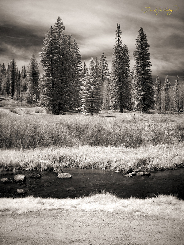 264 Forest Meadow in Infrared, Dixie National Forest, UT