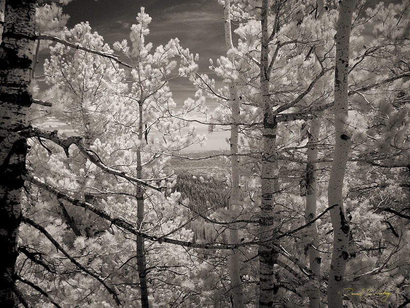 266 Birches in Infrared, Dixie National Forest, UT