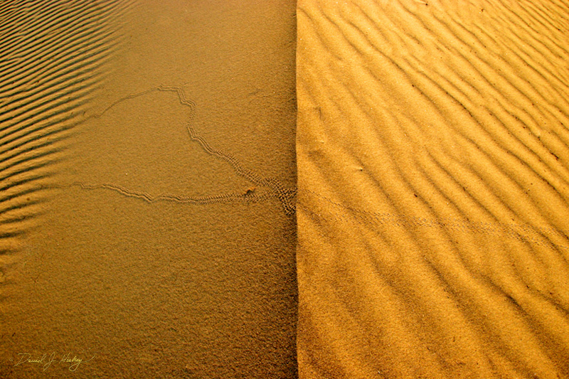 282 Crossing paths, Death Valley, CA -- Hoping they were nice snakes as I walked along.