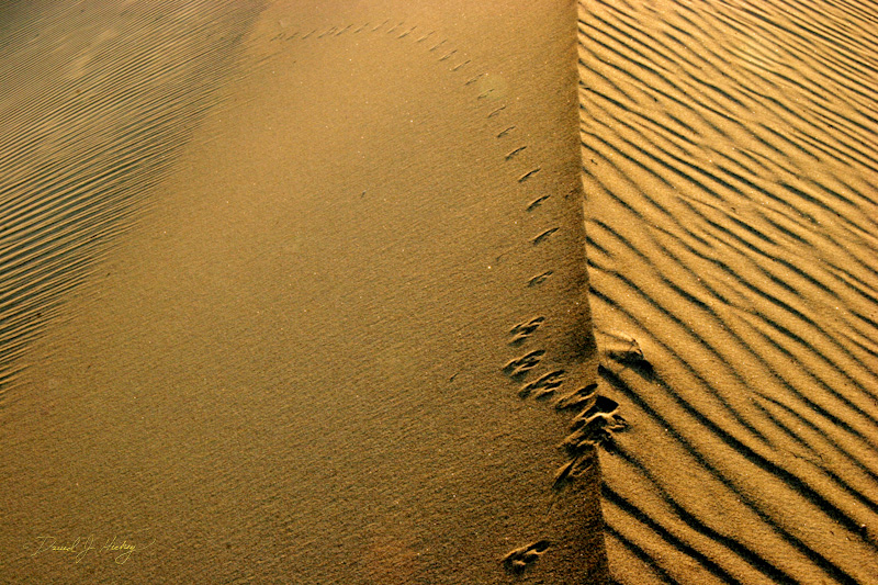 283 Little Feet, Death Valley, CA