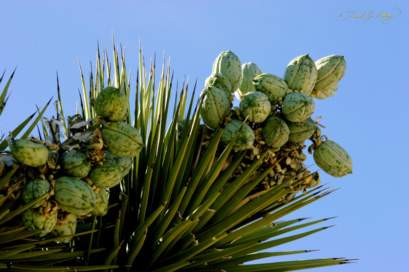 300 Joshua Tree Detail, near Darwin, CA