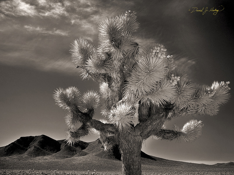 301 Joshua Tree II in Infrared, near Darwin, CA