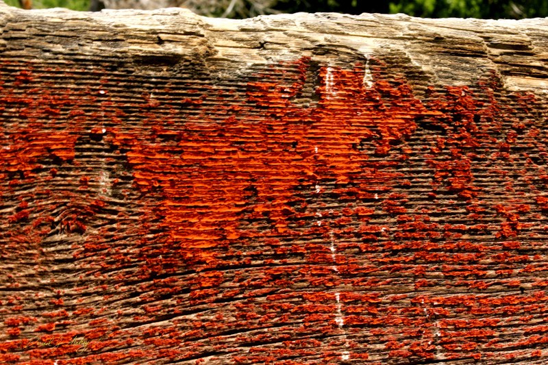 315 Old Fence at Abandoned Farm, Onyx, CA