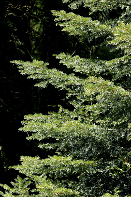 319 Evergreens, Sequoia National Forest -- Talk about an olfactory- memory trigger.  I stepped out of the car, caught a whiff of this Sierra Nevada pine forest and my mind was immediately transported back to camping as a kid in California ... ahhhh.  If you've never stopped and sniffed in a place like this ... DO!