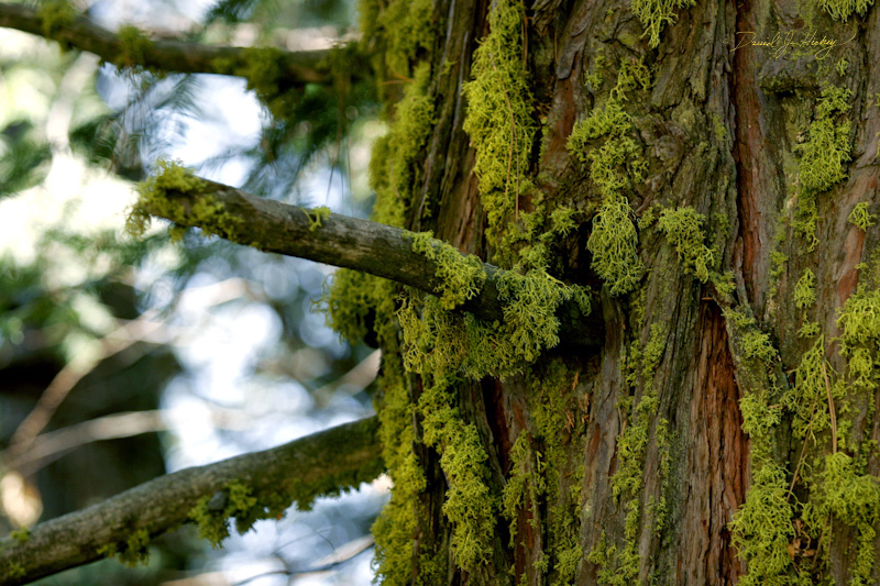 320 Redwood and Moss, Sequoia National Forest