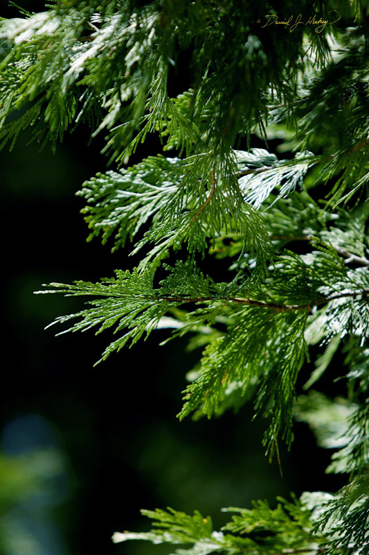 321 Douglas Fir (I think), Sequoia National Forest