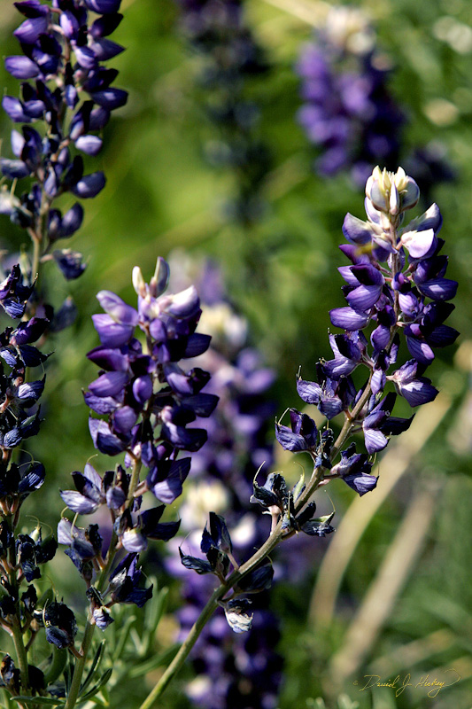 323 Wild Perennial Lupins, Sequoia National Forest