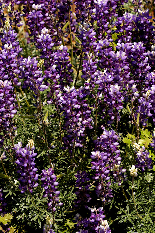 324 Wild Perennial Lupins II, Sequoia National Forest