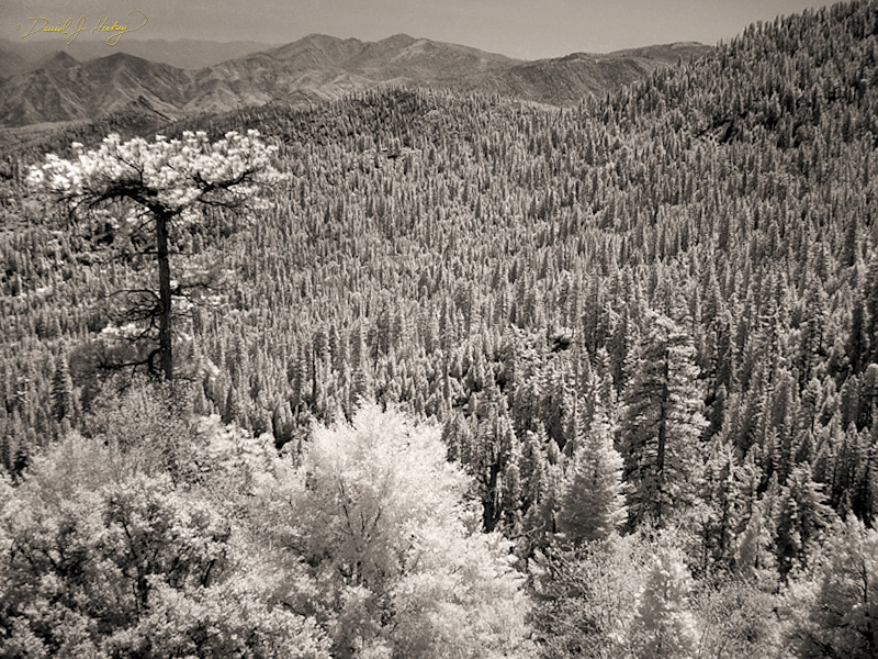 325 Forest View in Infrared, Sequoia National Forest