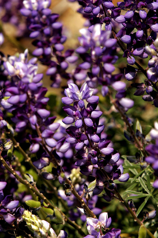 326 Wild Perennial Lupins III, Sequoia National Forest