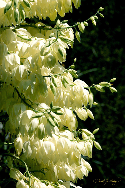 327 Yucca, Sequoia National Forest -- It's marvelous how with each drop in elevation the foliage changes.  Started dropping at about 8,000 feet with lupins, then yuccas at 6000, then something else lower ... was amazing