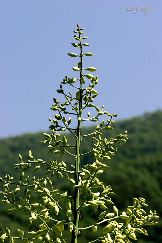 328 Yucca II, Sequoia National Forest