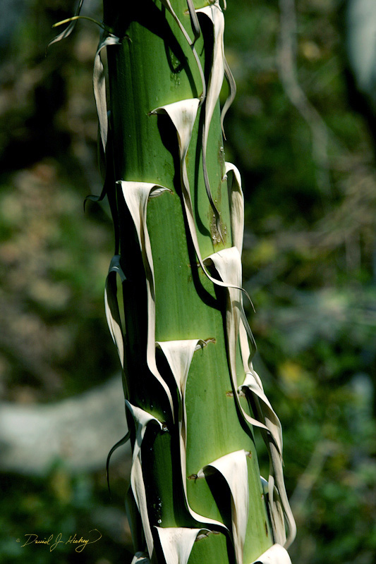 329 Yucca Stem, Sequoia National Forest