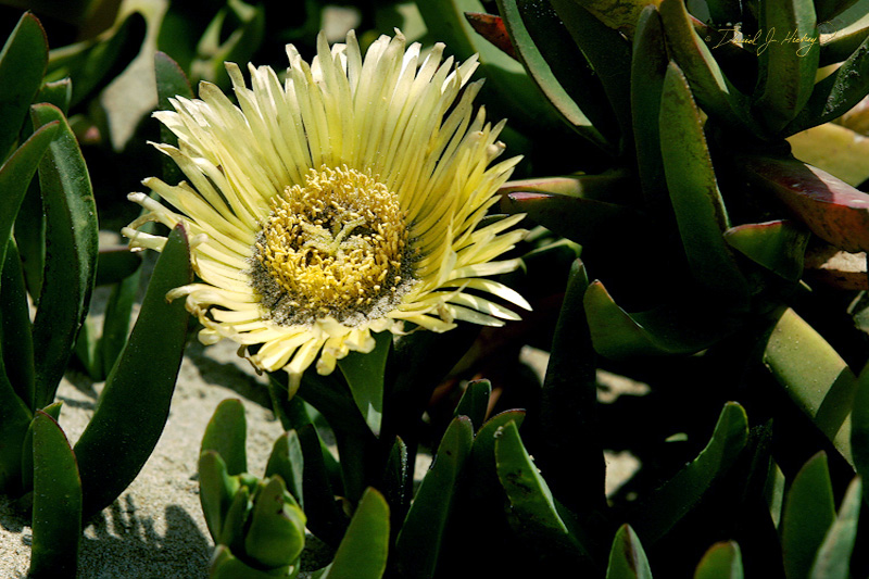 335 Ice Plants, Morro Bay, CA -- A a boy, California was covered with these things.