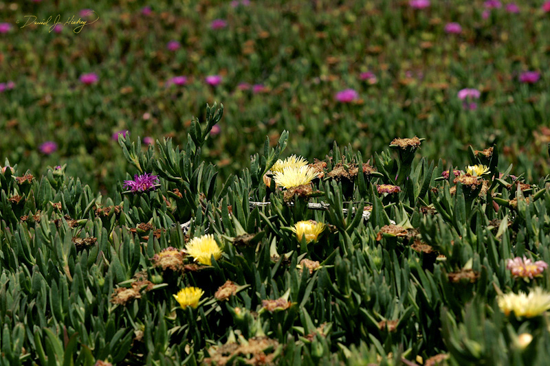 336 Ice Plants II, Morro Bay, CA