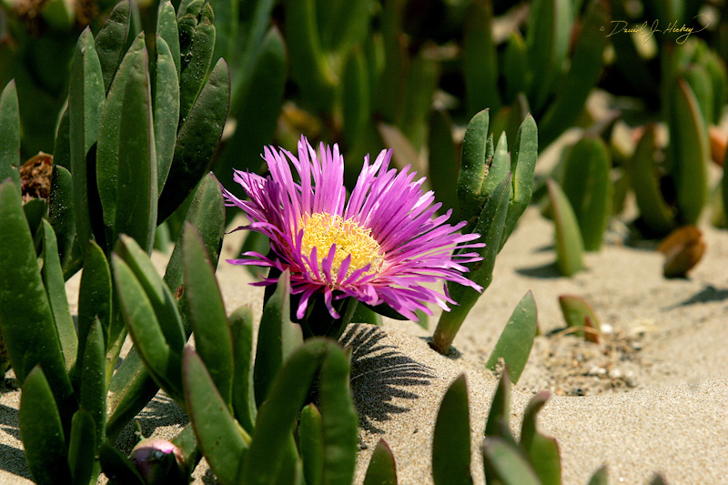 337 Ice Plant III, Morro Bay, CA