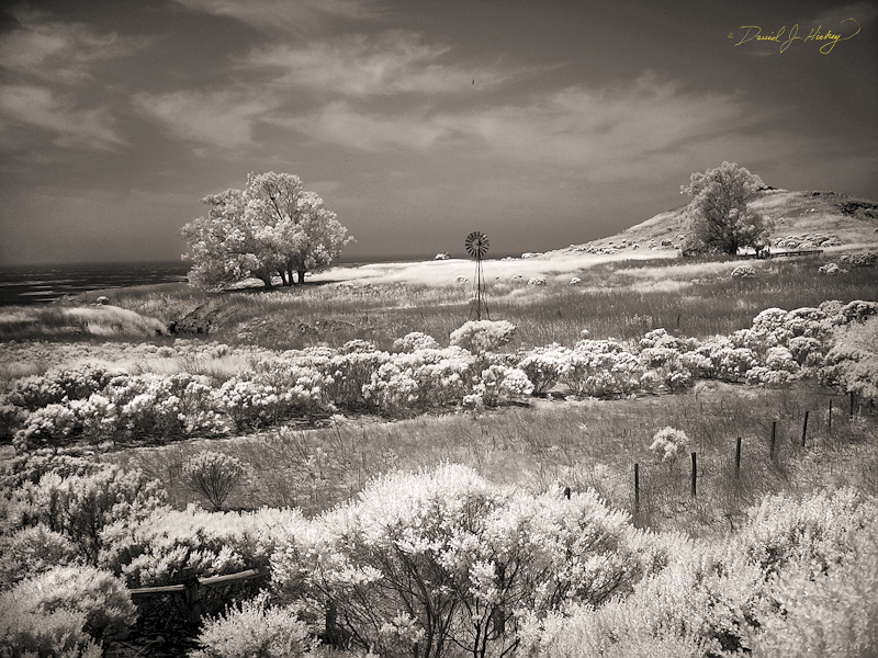338 Highway 1 Scene, near San Simeon, CA