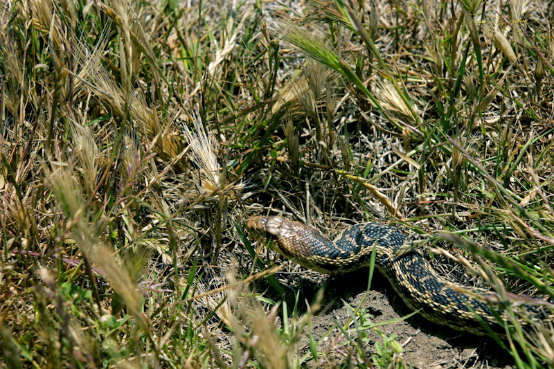 340 Snake in the Grass II, Piedras Blancas Beach near Cambria, CA
