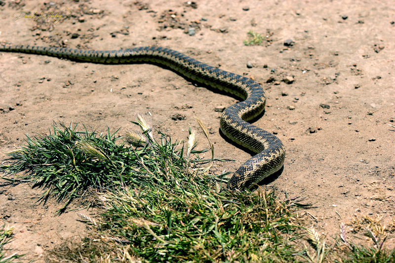 341 Snake in a Hole, Piedras Blancas Beach near Cambria, CA