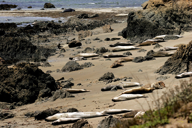 343 Elephant Seal, Piedras Blancas Beach near Cambria, CA -- I saw this and thought 