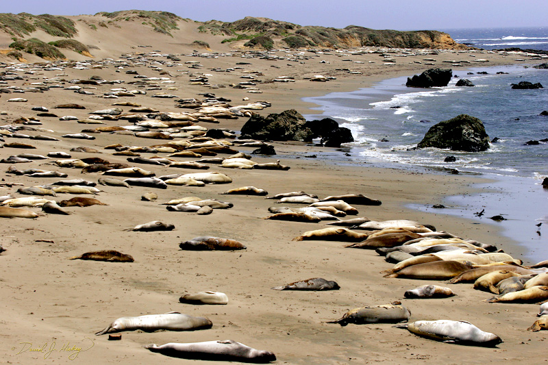 344 Elephant Seals, Piedras Blancas Beach near Cambria, CA -- In May, females and juvenile seals come to this stretch of beach to molt (shed icky skin).  What they are doing is known as Thigmotaxis; The tendency, common among pinnipeds, to clump together densely on land.  Now don't you feel smart ... lol