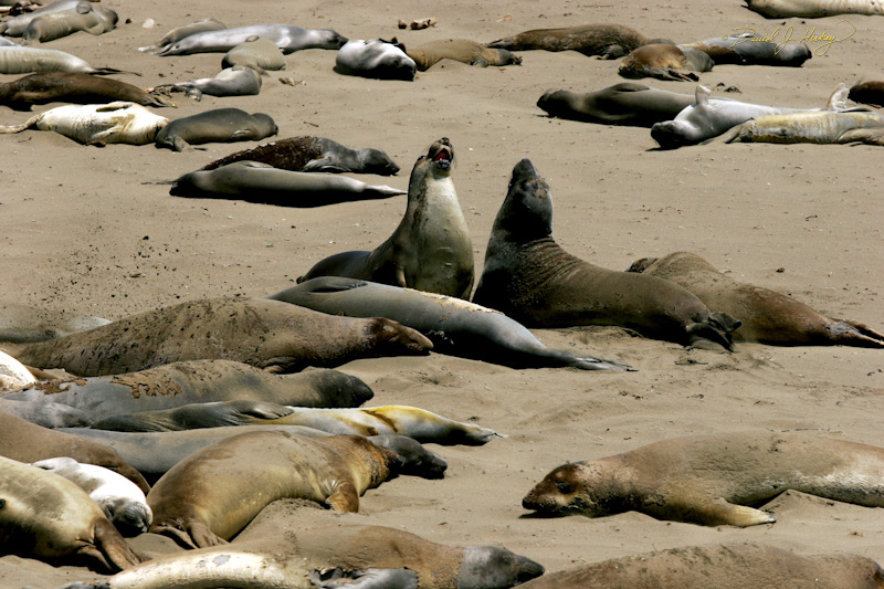 347 Elephant Seals IV, Piedras Blancas Beach near Cambria, CA -- Of course, there are the neighborhood squabbles you have to deal with.