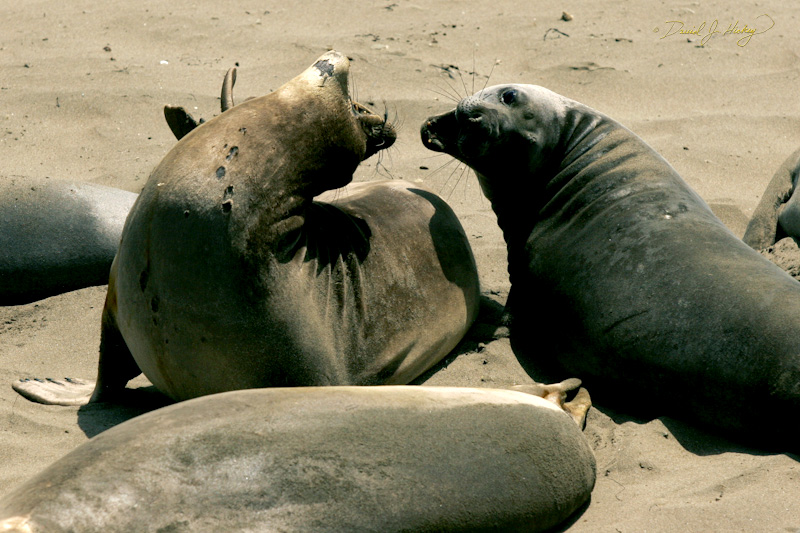 348 Elephant Seals V, Piedras Blancas Beach near Cambria, CA -- Bending over backwards to bite.  The seal at left started it by biting the others butt when it passed too close a few frames earlier.