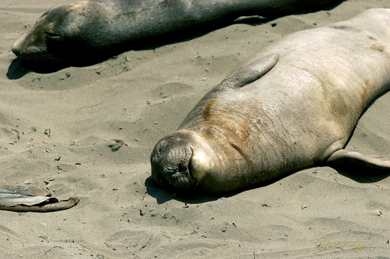 349 Elephant Seals VI, Piedras Blancas Beach near Cambria, CA -- All smiles. :-)