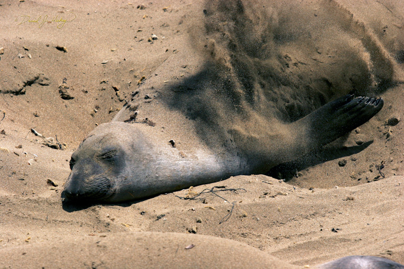 351 Elephant Seals VIII, Piedras Blancas Beach near Cambria, CA