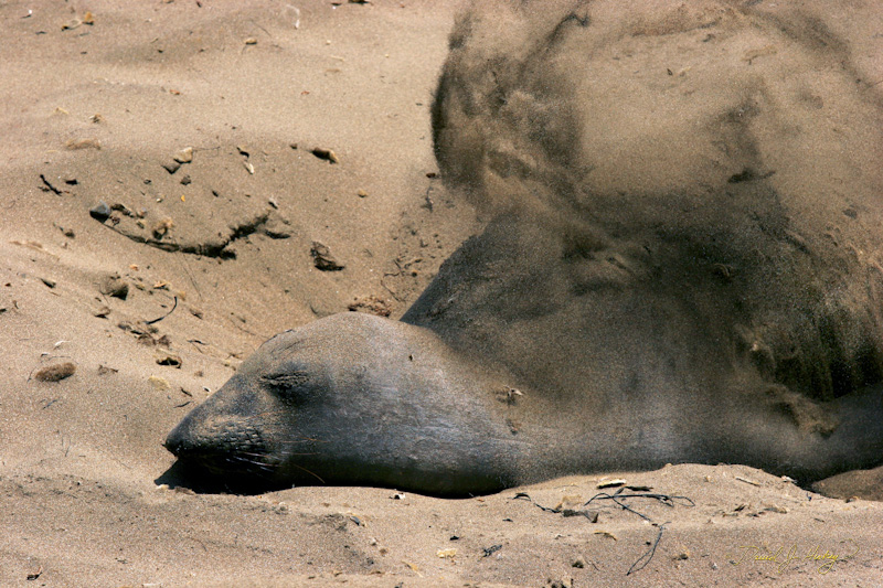 352 Elephant Seals IX, Piedras Blancas Beach near Cambria, CA