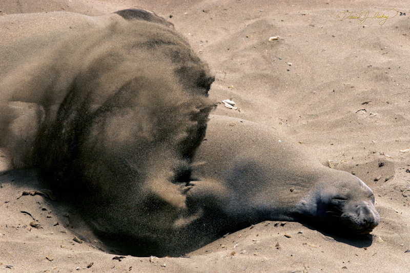 353 Elephant Seals X, Piedras Blancas Beach near Cambria, CA