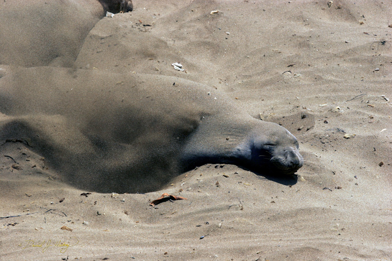 354 Elephant Seals XI, Piedras Blancas Beach near Cambria, CA