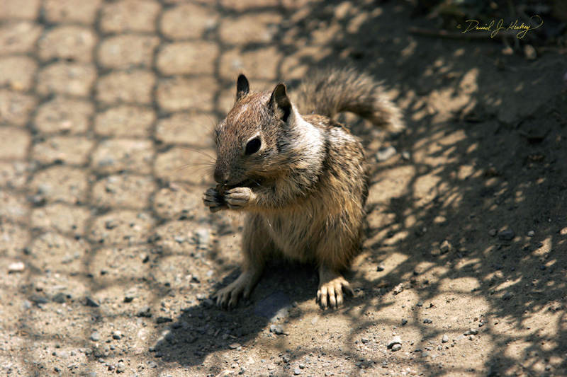 355 Ground Squirrel, Piedras Blancas Beach near Cambria, CA -- I'd have shot from a lower angle but these rascals will crawl right up on you if you do.