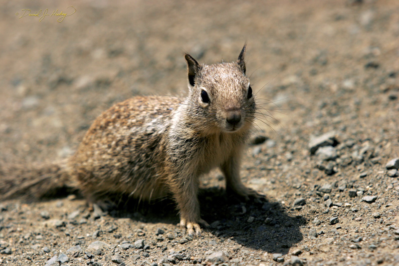 356 Ground Squirrel II, Piedras Blancas Beach near Cambria, CA -- Uh-oh ... think he's eyeing my nuts!