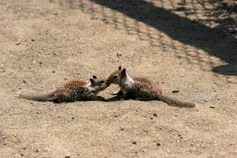 357 Baby Ground Squirrels, Piedras Blancas Beach near Cambria, CA