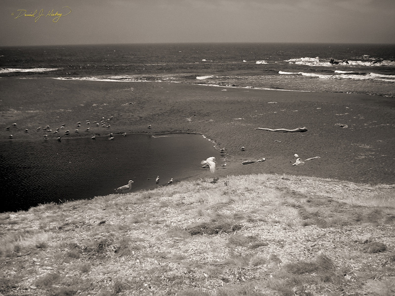 358 Pacific Ocean, near Alder Creek, CA
