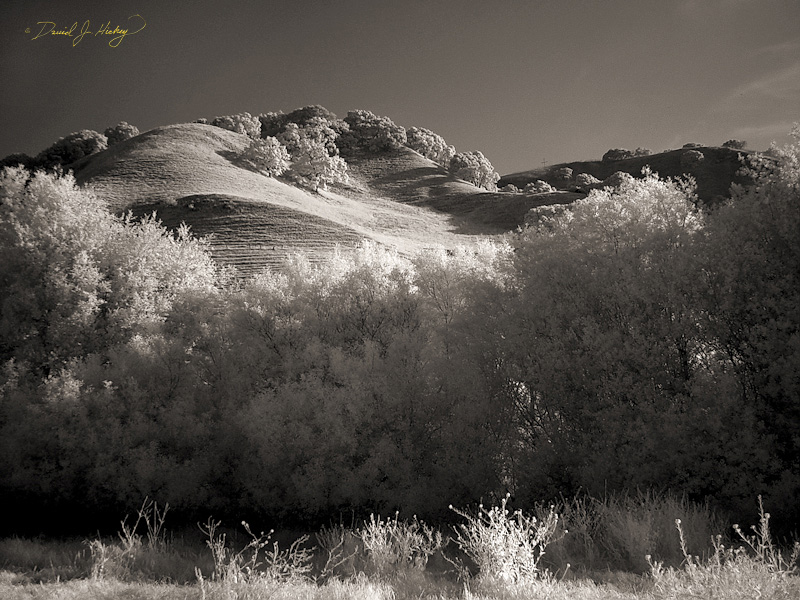 376 Hill Behind Lil' Peg's Place in Infrared, Briones, CA
