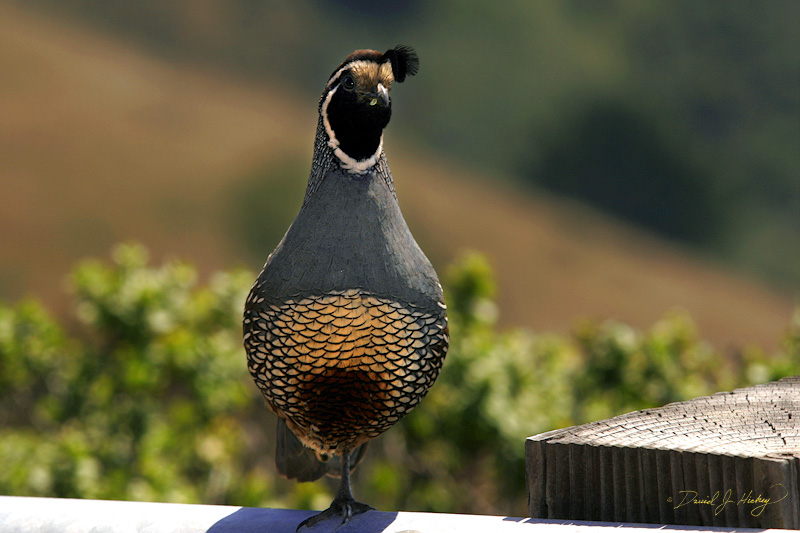 395 Quail, Marin Headlands, CA