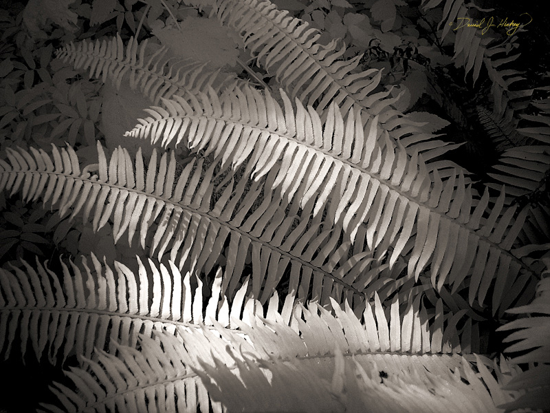 399 Ferns in Infrared, Muir Woods, CA