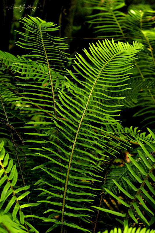 400 Ferns, Muir Woods, CA