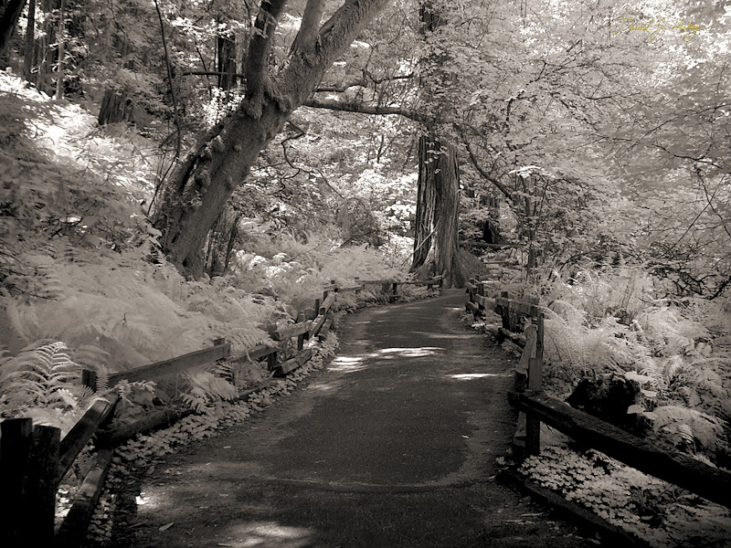 401 Path in Infrared, Muir Woods, CA