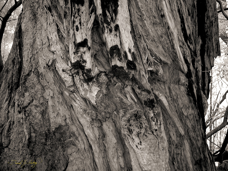 403 Redwood Trunk in Infrared, Muir Woods, CA