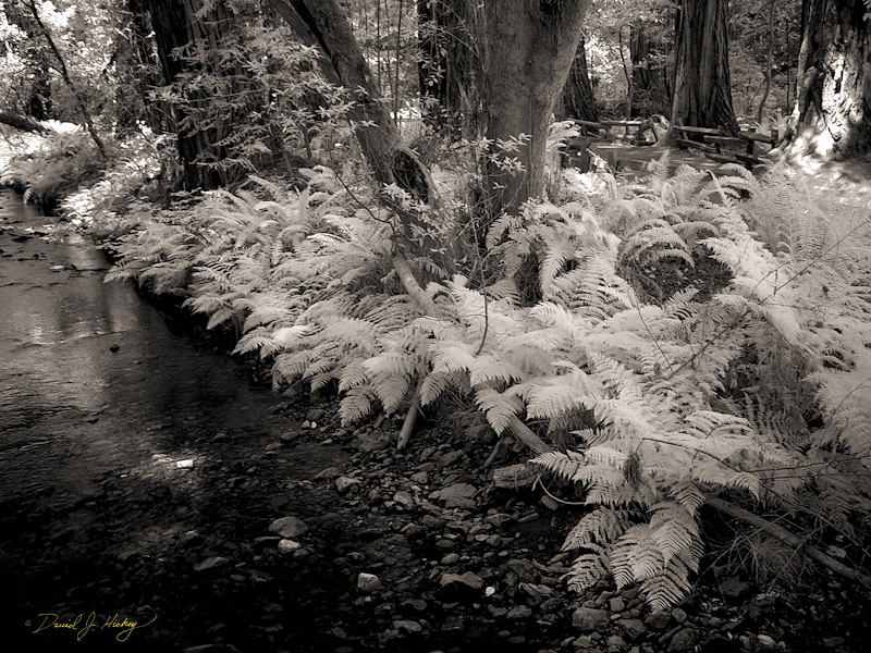 404 Stream and Ferns in Infrared, Muir Woods, CA