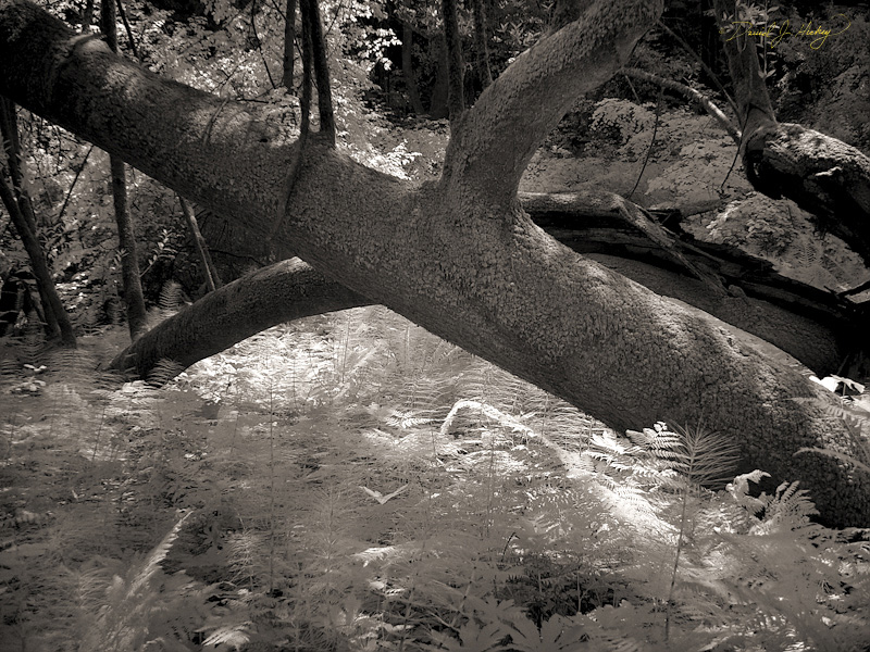 405 Fallen Tree in Infrared, Muir Woods, CA