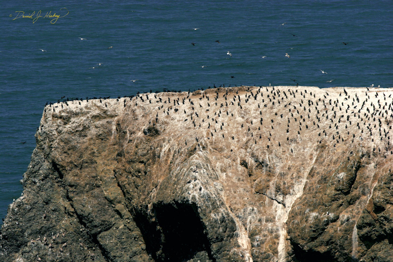 407 Kormorants on Rock, near Stinson Beach, CA