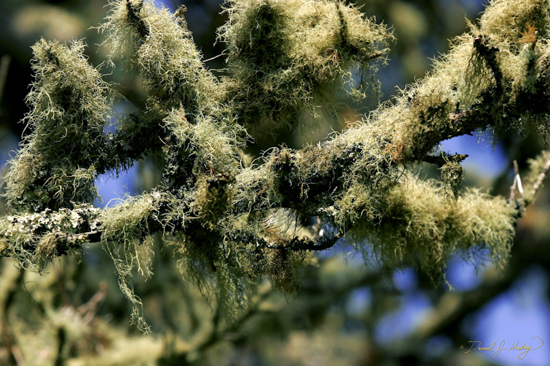 408 Branch with Moss II, near Stinson Beach, CA