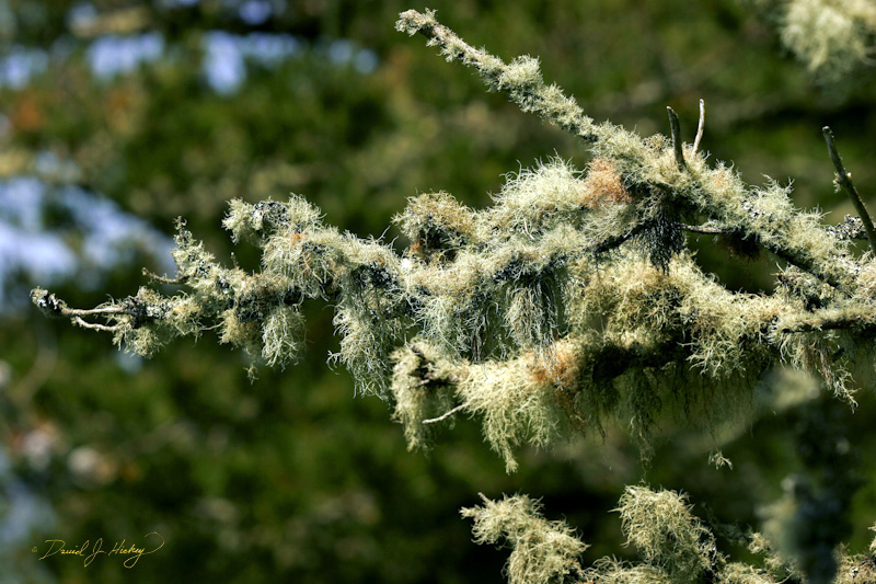410 Branch with Moss III, near Stinson Beach, CA