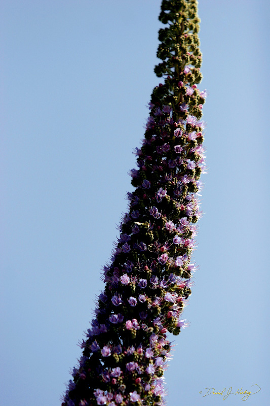 412 Echium, Stinson Beach, CA