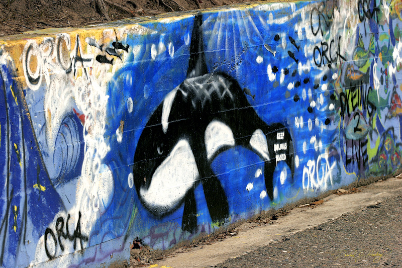 419 Community Graffiti, Bolinas, CA