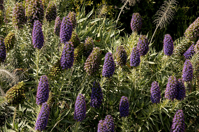 428 Echiums, Bolinas, CA